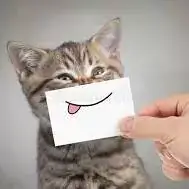 sweet cute cat dp for whatsapp